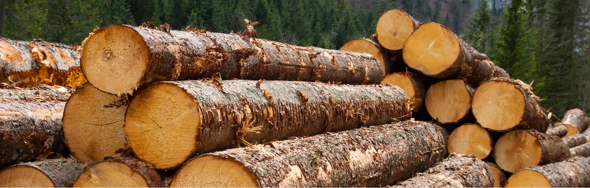Mango Wood Manufacturers  in Patna